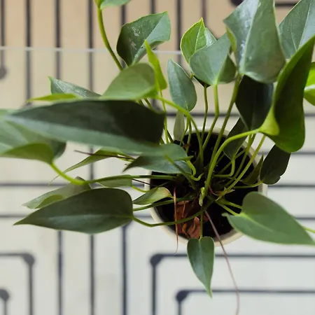 Large Two Bedroom Family App - Free Parking Laibach